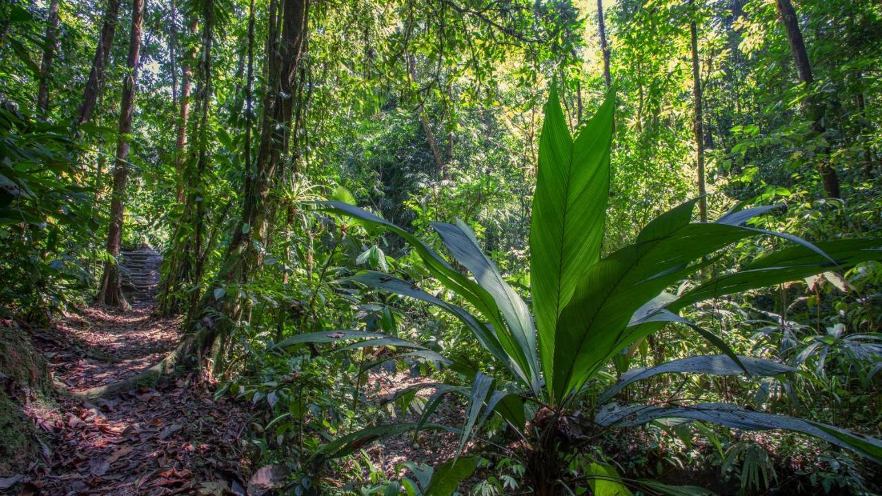 Esquinas Rainforest Lodge Гольфито Экстерьер фото